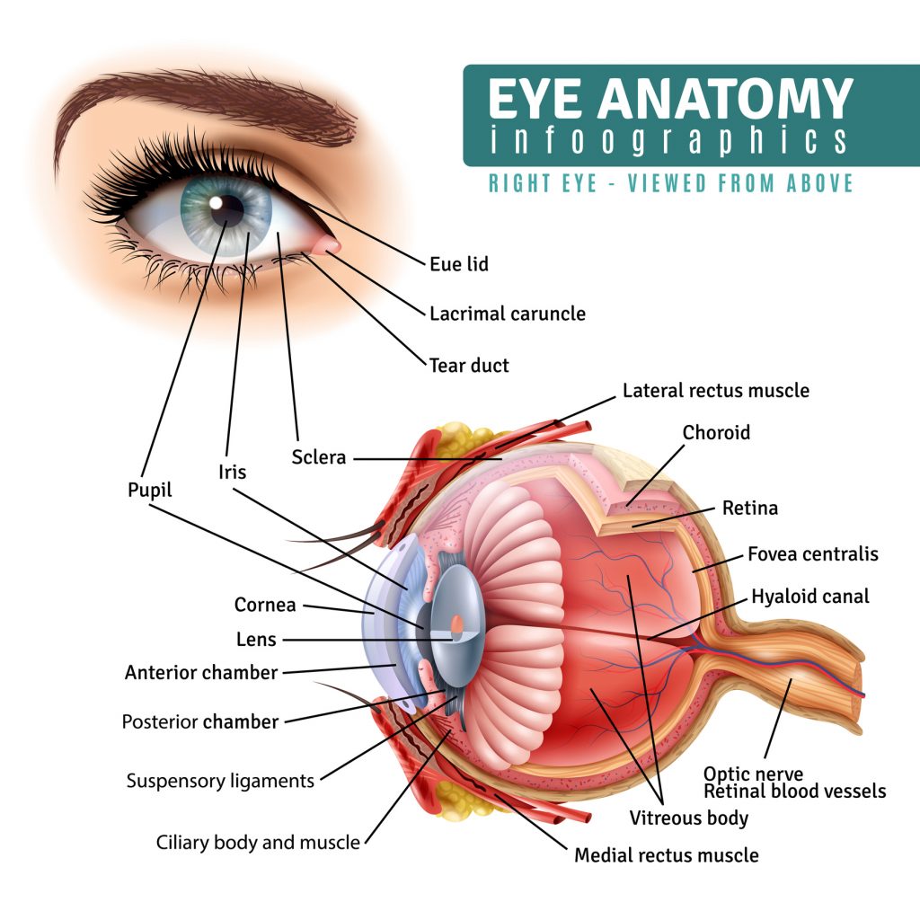 Parts of Glasses, Glasses Anatomy